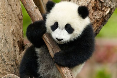 Panda gigante