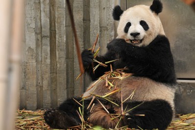 panda giganti