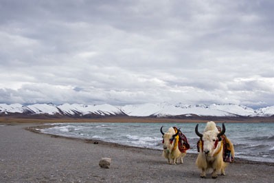 Tibet