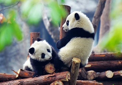 panda