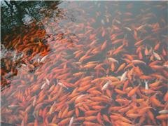 Osservare i pesci e i fiori di loto presso lo Stagno dei Fiori