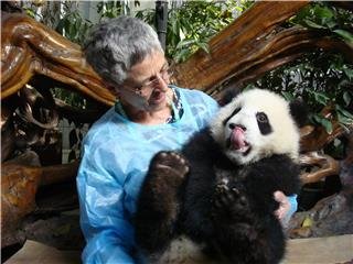 Base di Ricerca e Allevamento dei Panda Giganti