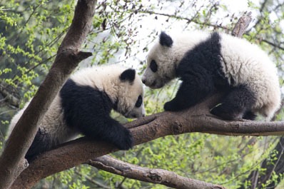 cuccioli di panda