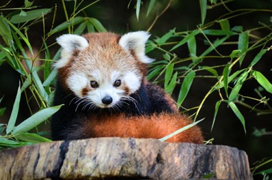 panda rosso