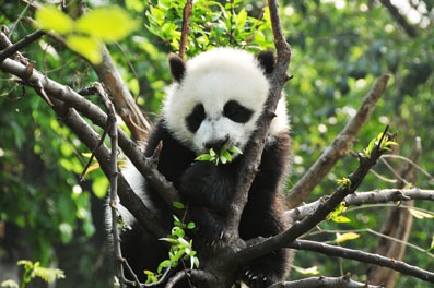 panda