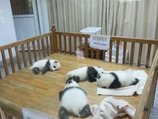 panda