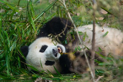 panda