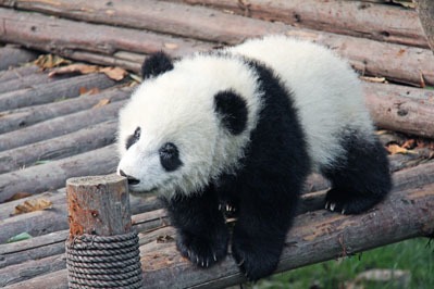 Cucciolo di panda