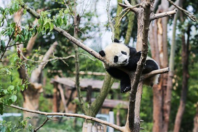 panda