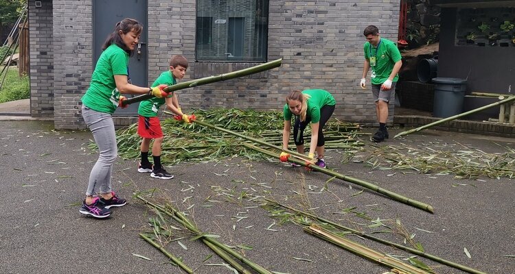 Impara e sperimenta la preparazione del bambù per i panda.