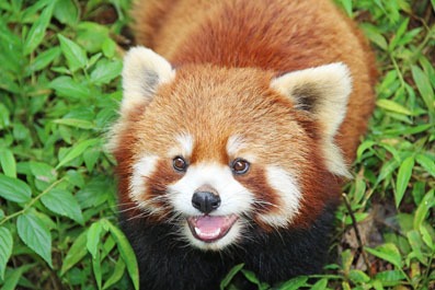panda rosso